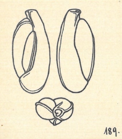 Adelosina milletti var. carinata Wiesner, 1923