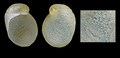 Marsenina glabra (Couthouy, 1838) - Iceland N -2.8 mm