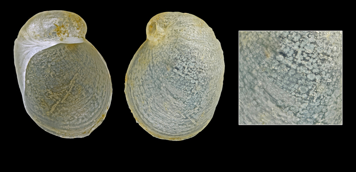 Marsenina glabra (Couthouy, 1838) - Iceland N -2.8 mm