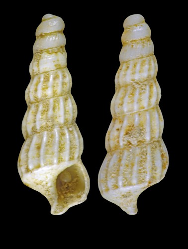 Eumetula arctica (Mörch, 1857) - Iceland W - 2.9 mm
