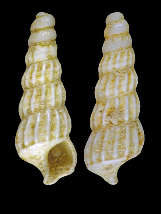 Eumetula arctica (Mörch, 1857) - Iceland W - 2.9 mm