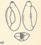 Adelosina dubia var. angulosa Wiesner, 1923