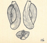 Adelosina dubia var. angulosastriata Wiesner, 1923