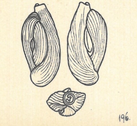 Adelosina dubia var. angulosastriata Wiesner, 1923