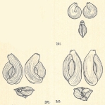 Adelosina longirostra var. striata Wiesner, 1923