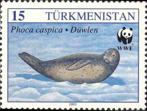 Phoca caspica