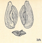 Adelosina depressa var. striata Wiesner, 1923