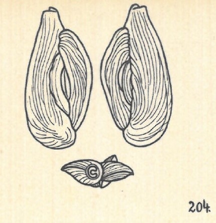 Adelosina depressa var. striata Wiesner, 1923