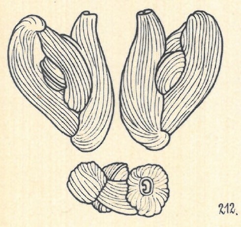 Adelosina elegans var. separans Wiesner, 1923