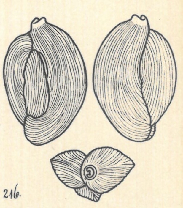 Adelosina brongniartina var. angulata Wiesner, 1923