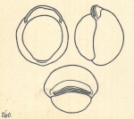 Biloculina labiata var. subsphaerica Wiesner, 1923