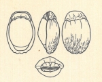 Biloculina labiata var. granosa Wiesner, 1923