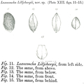Loxoconcha lilljeborgii Brady, 1868 from the original description, author: Brady, 1868