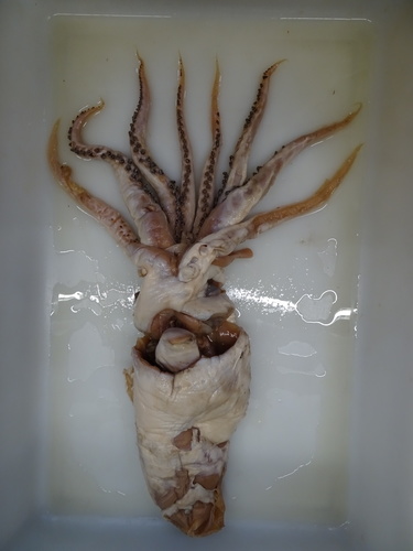 Mobydickia poseidonii Sa. Arnold &amp; Fernández-Álvarez, 2025