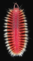 WoRMS Top Ten 2025