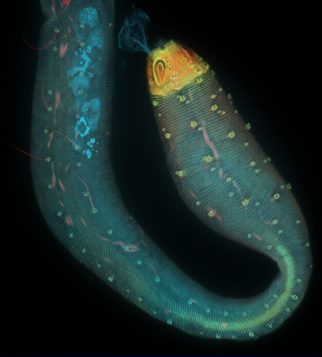 Dracograllus miguelitus