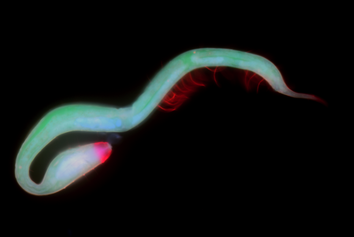 Dracograllus miguelitus