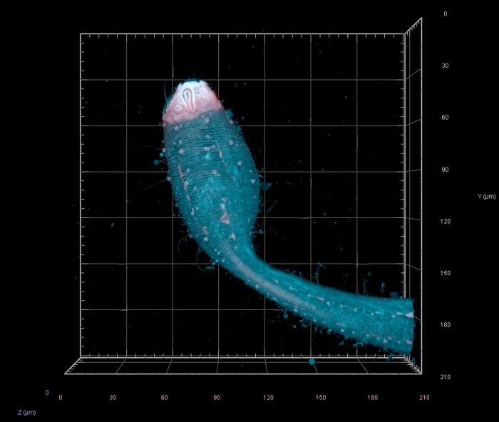 Dracograllus miguelitus