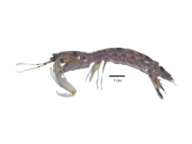 Squilla hancocki