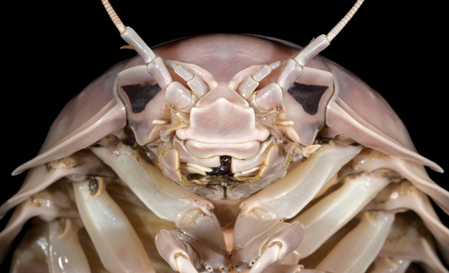 Bathynomus vaderi Ng, Sidabalok &amp; Nguyen, 2025