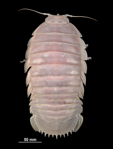 Bathynomus vaderi Ng, Sidabalok &amp; Nguyen, 2025