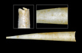 Antalis agilis (M. Sars, 1872) - Iceland SW - 24.6 mm