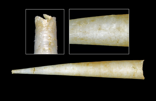 Antalis agilis (M. Sars, 1872) - Iceland SW - 24.6 mm