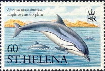 Stenella coeruleoalba