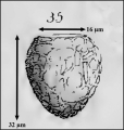 Tintinnopsis glans Meunier 1919