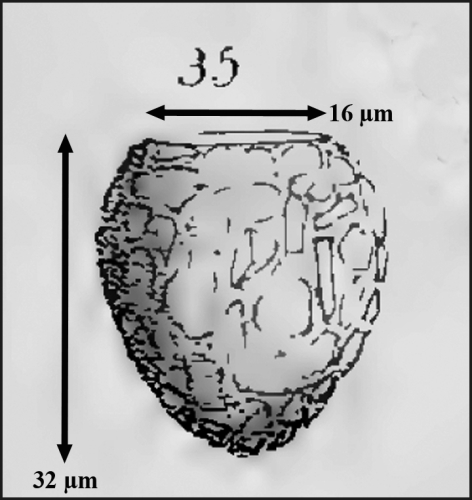 Tintinnopsis glans Meunier 1919