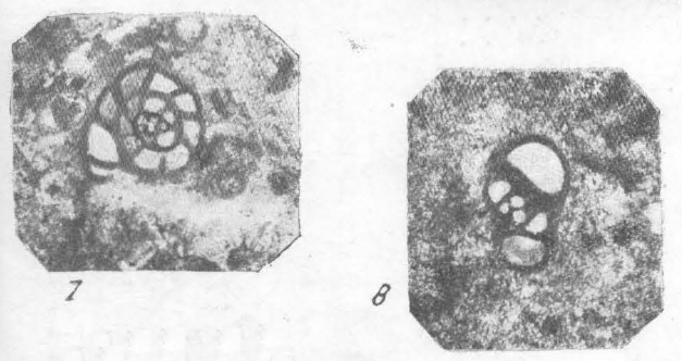 Endothyra prisca Rauzer-Chernousova &amp; Reitlinger, 1936