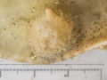 Boltenia echinata on shell