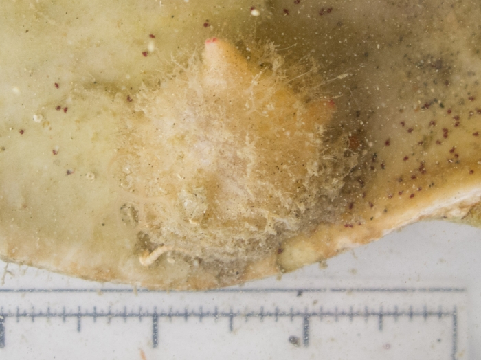 Boltenia echinata on shell