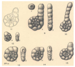 Endothyranella armstrongi Plummer, 1930