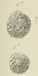 Haplophragmium scruposum Berthelin, 1880