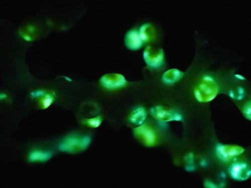 Corallizoanthus aureus