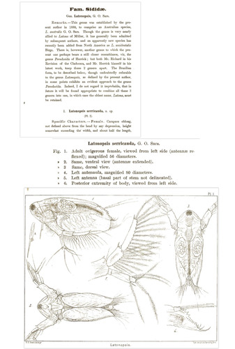 Sarsilatona serricauda