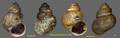 Viviparus janinensis (Mousson, 1859)