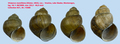 Viviparus mamillatus (Küster, 1852)