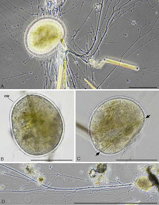 Perseforaminifer crypticus Siemensma &amp; Holzmann, 2026