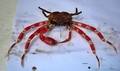Ethusa ciliatifrons 