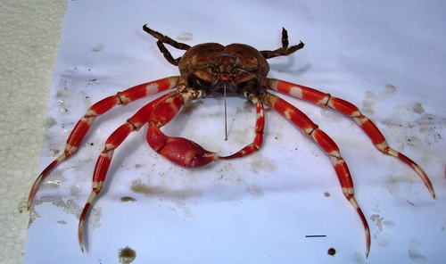 Ethusa ciliatifrons 