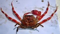 Ethusa ciliatifrons, author: Fuentes-Endres
