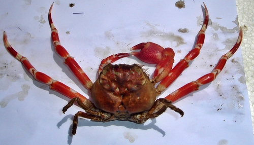 Ethusa ciliatifrons 