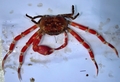 Ethusa ciliatifrons 