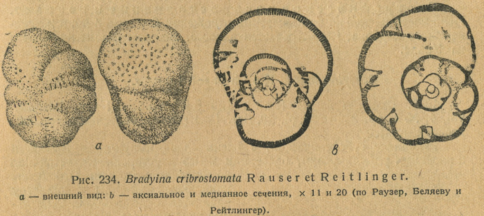 Bradyina cribrostomata Rauzer-Chernousova &amp; Reitlinger, 1937