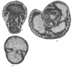 Bradyina nana Potievskaya, 1958