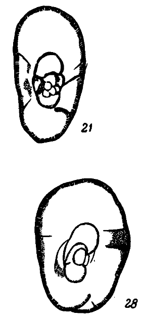 Bradyina compressa Morozova, 1949