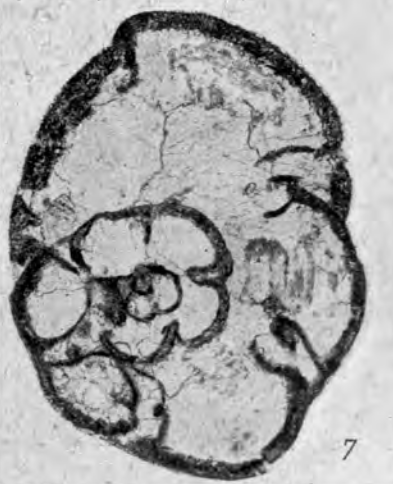 Bradyina concinna Reitlinger, 1950