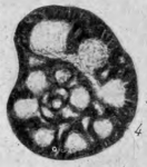 Bradyina eonautiliformis Reitlinger, 1950